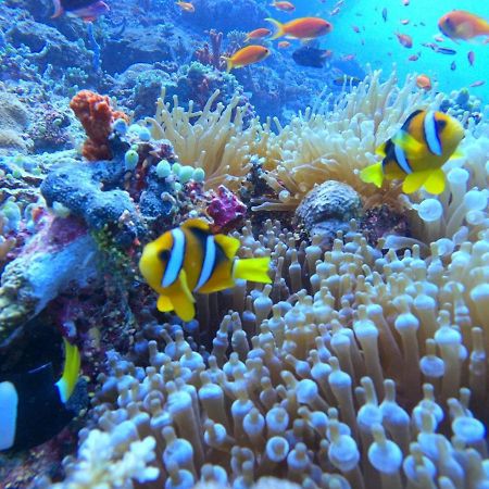White Coral Rasdhoo Exterior foto
