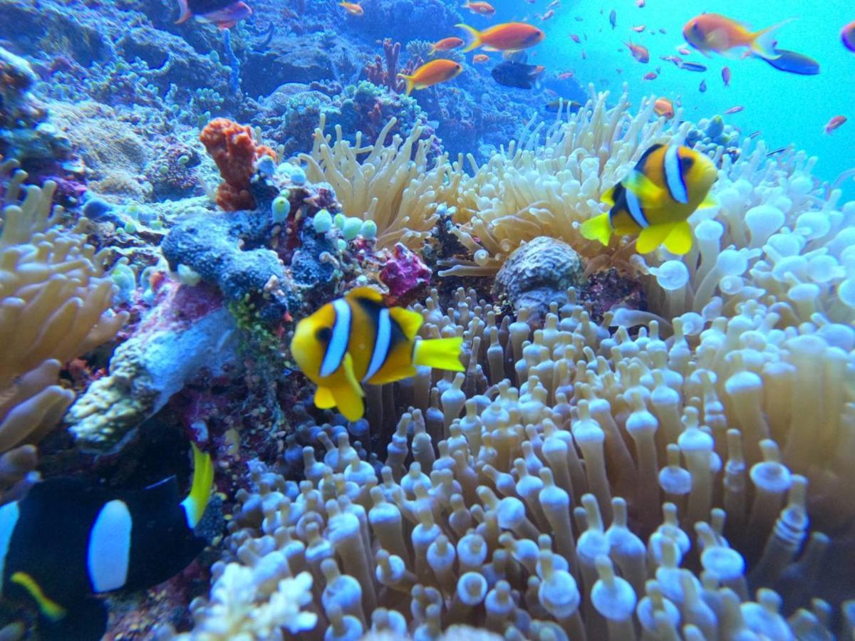 White Coral Rasdhoo Exterior foto